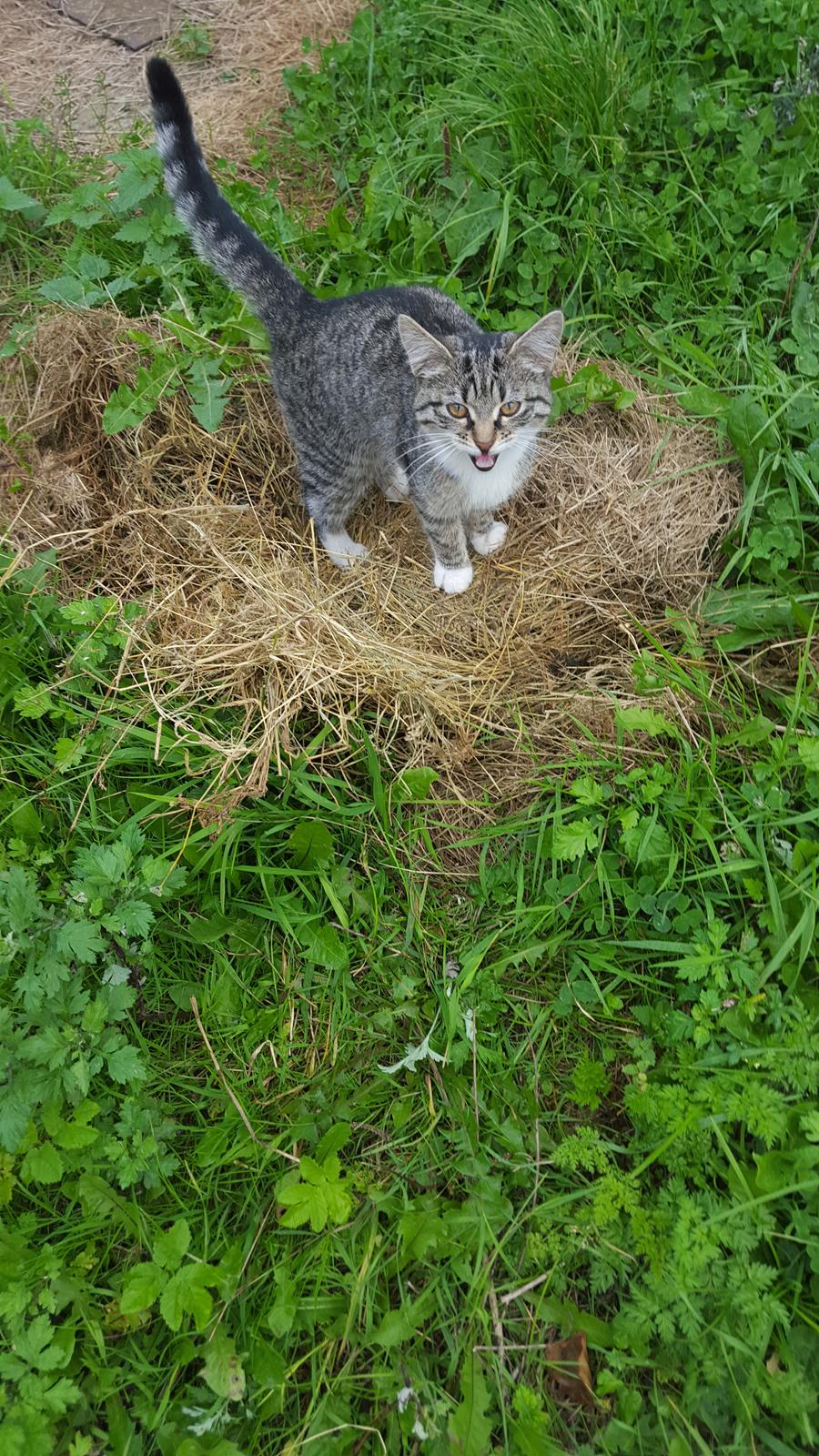 Huskat stjerne billede 3