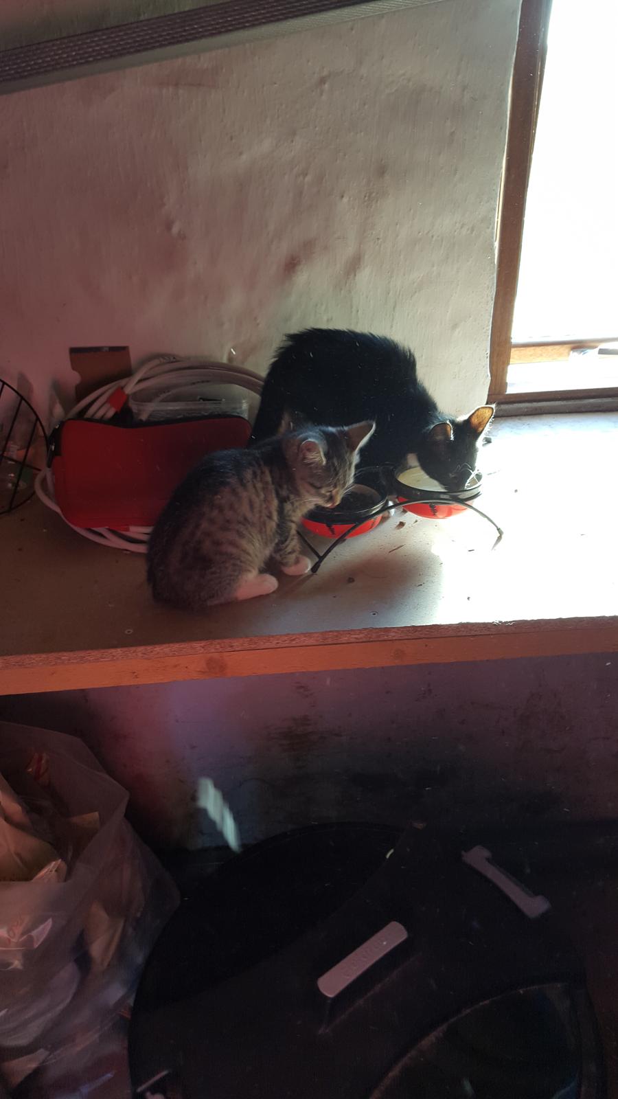 Huskat stjerne billede 4