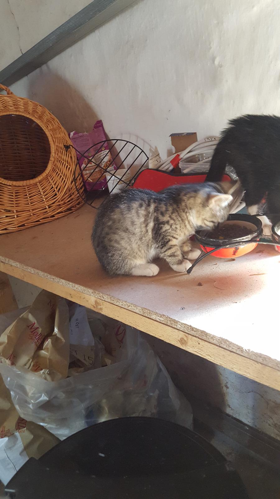 Huskat stjerne billede 5