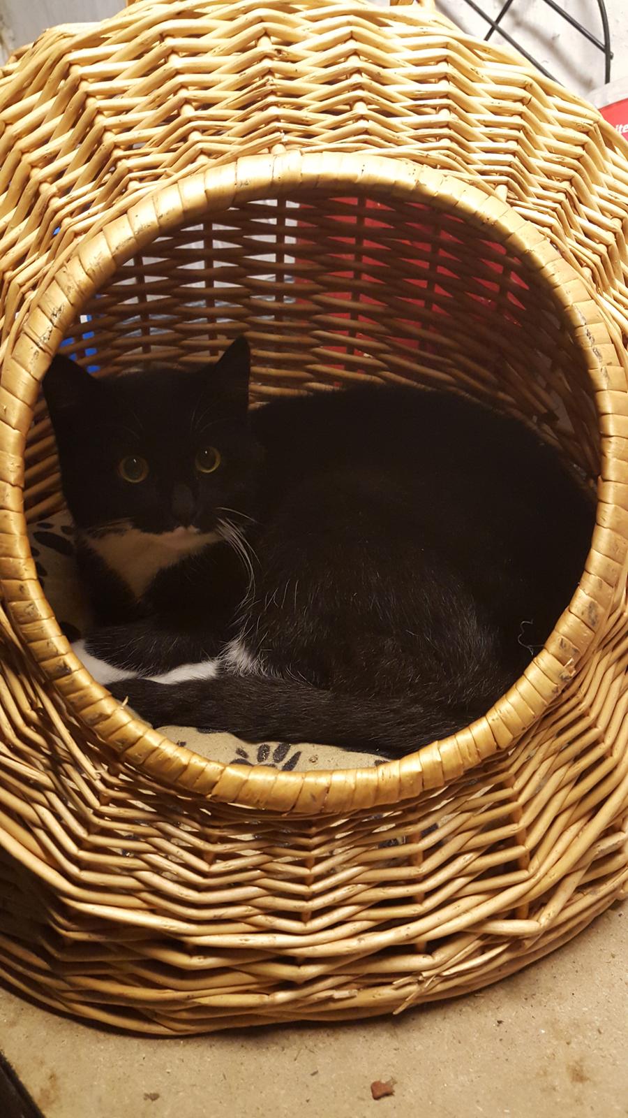 Huskat sorte per billede 1