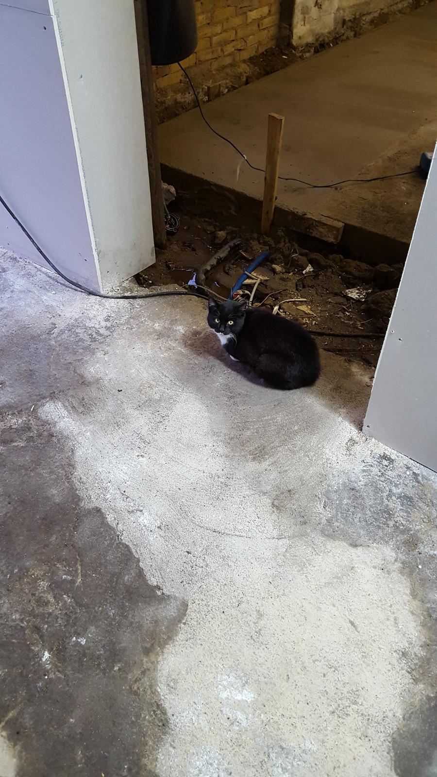 Huskat sorte per billede 2