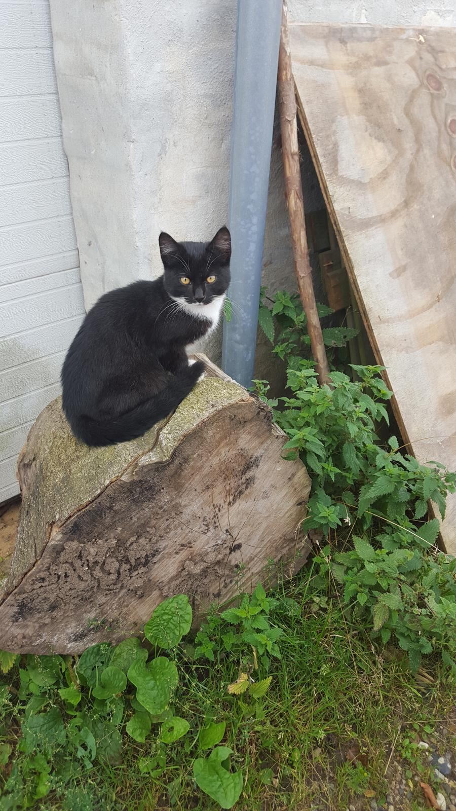 Huskat sorte per billede 5