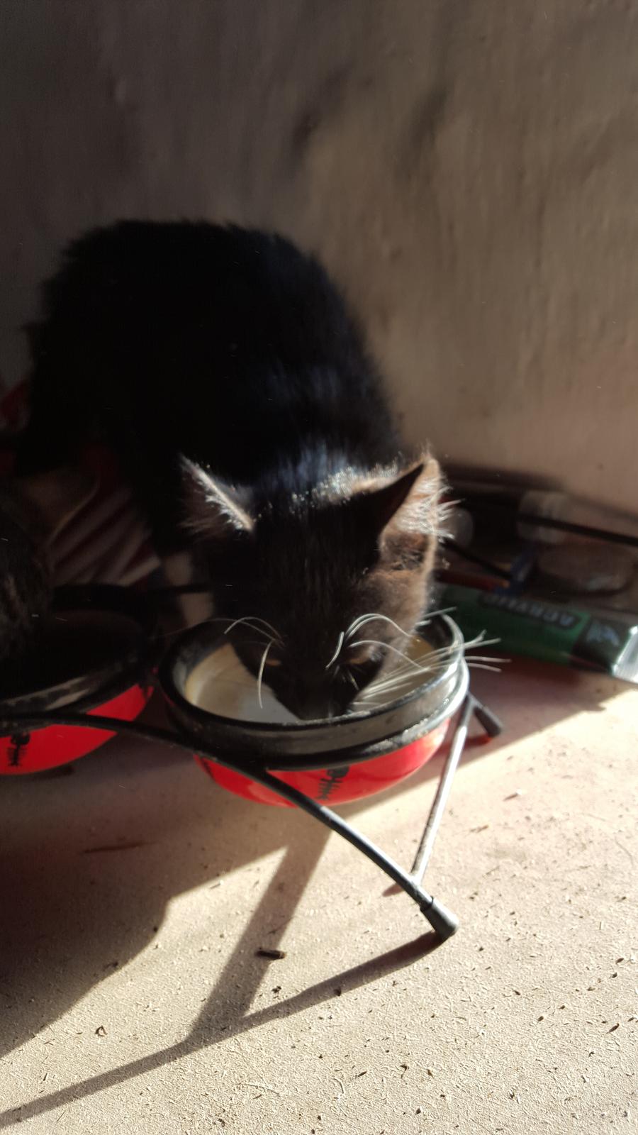 Huskat sorte per billede 6