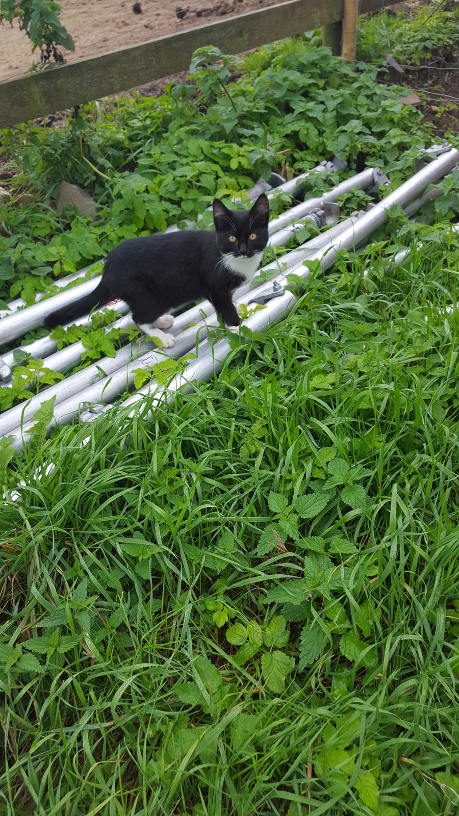 Huskat sorte per billede 3