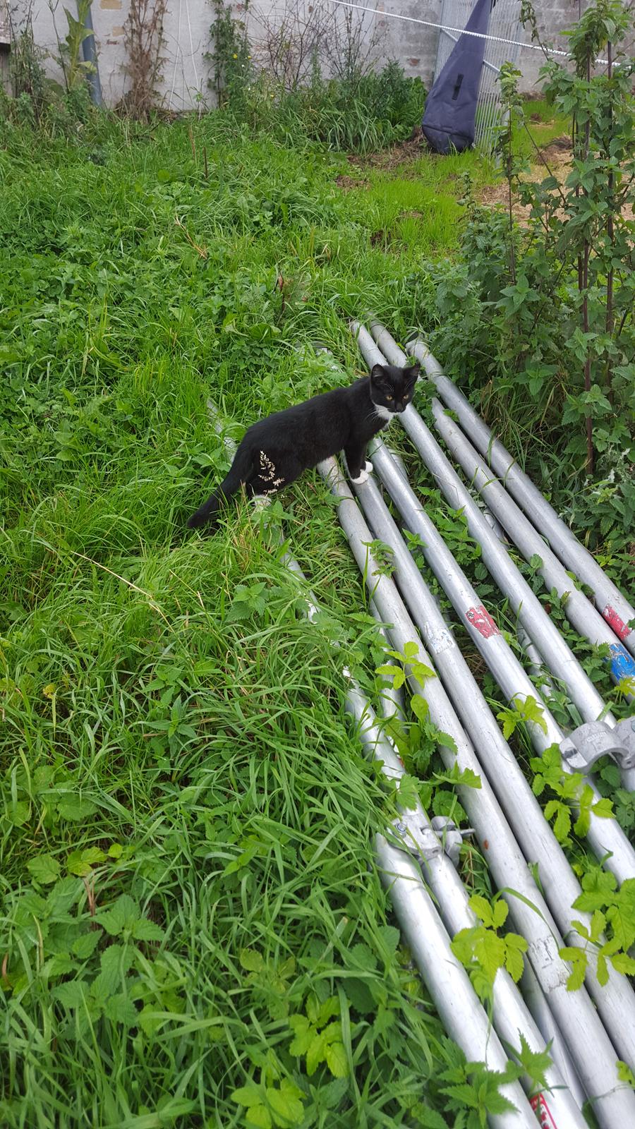 Huskat sorte per billede 4