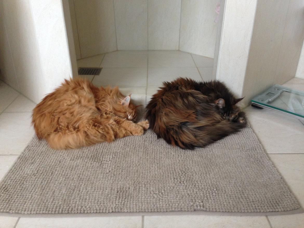 Maine Coon Leo,  Leonardo di Catprio billede 7