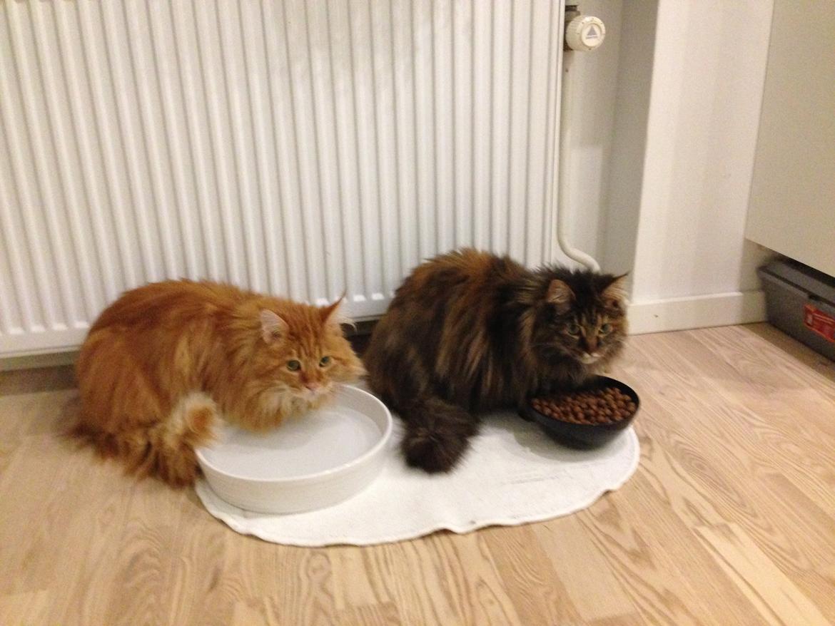 Maine Coon Leo,  Leonardo di Catprio billede 8