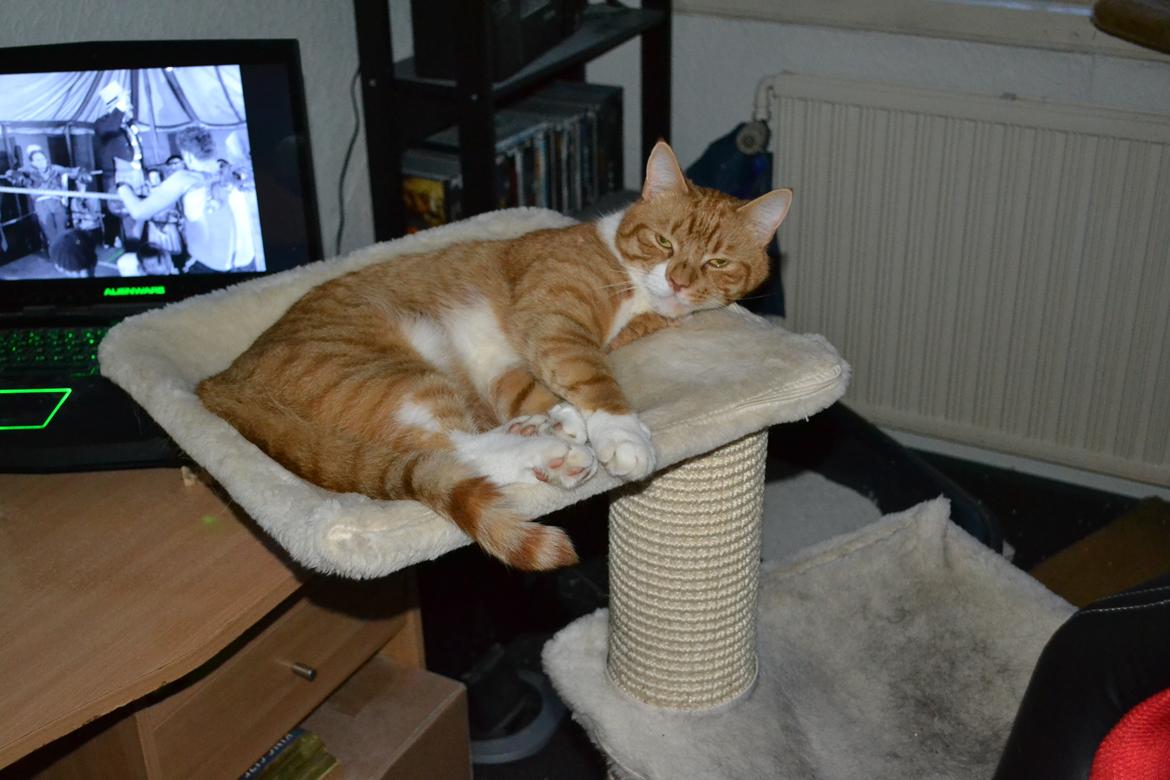 Huskat Felix billede 1