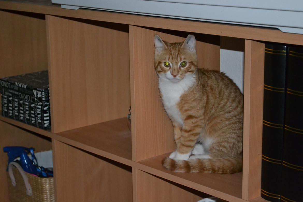 Huskat Felix billede 3