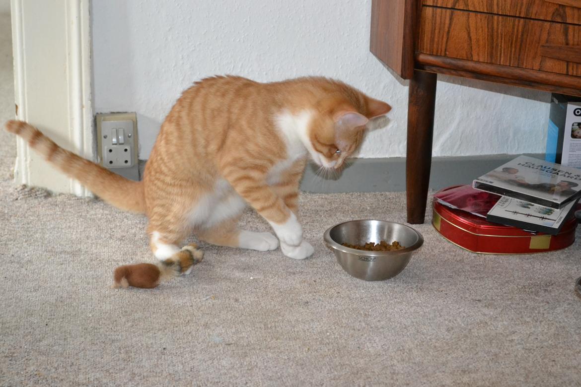 Huskat Felix billede 4