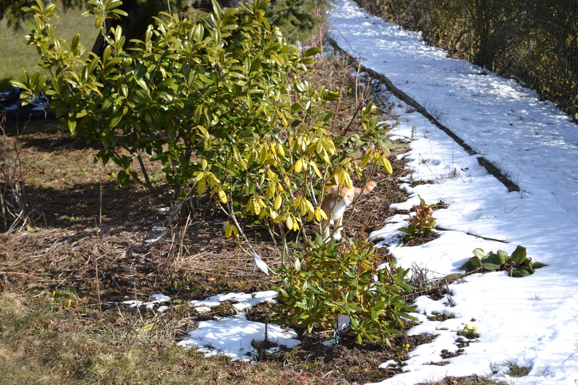 Huskat Felix billede 5