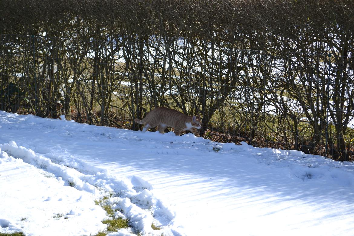 Huskat Felix billede 6