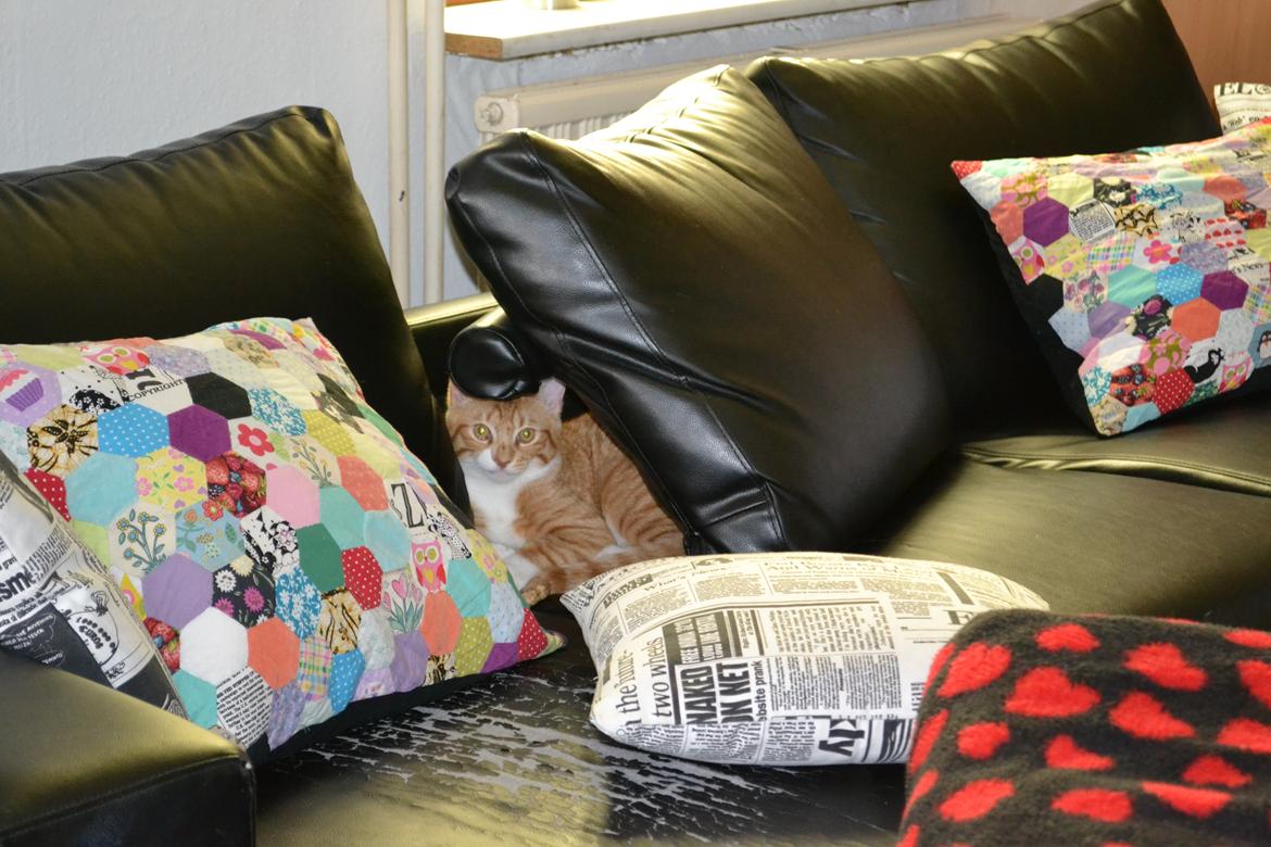 Huskat Felix billede 7