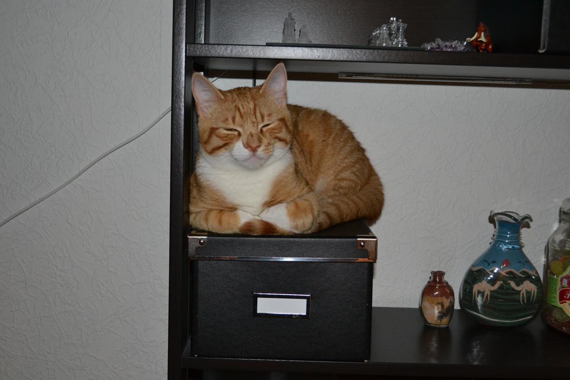 Huskat Felix billede 8