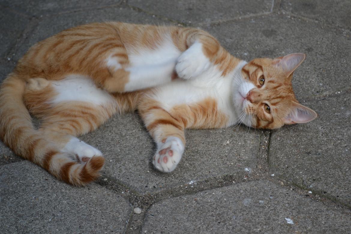 Huskat Felix billede 9