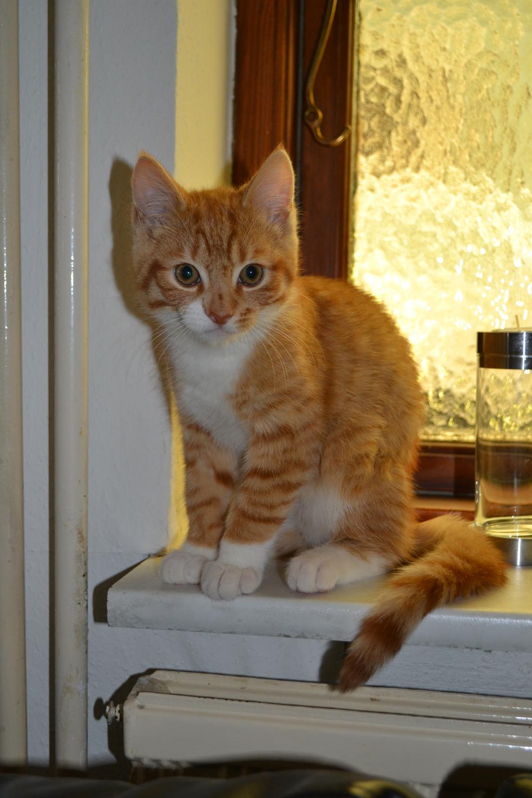 Huskat Felix billede 2