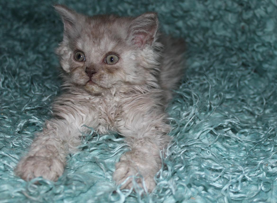 Selkirk Rex  QGC og international champion Tzari Partytrooper - 7 uger billede 20