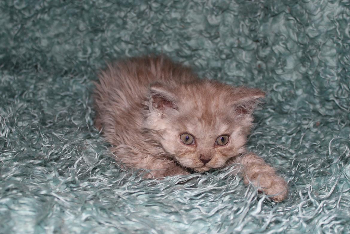 Selkirk Rex  QGC og international champion Tzari Partytrooper - 7 uger billede 21