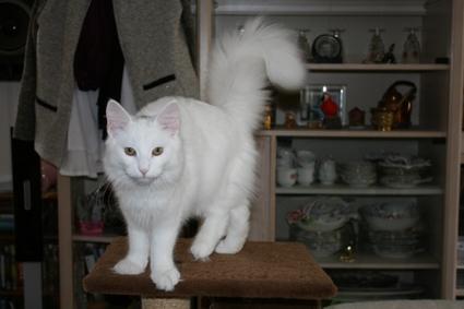 Norsk Skovkat Beauty billede 1