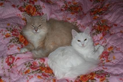 Norsk Skovkat Beauty billede 2