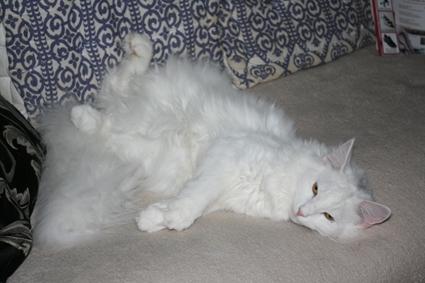 Norsk Skovkat Beauty billede 3