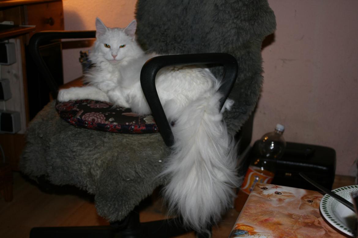 Norsk Skovkat Beauty billede 4