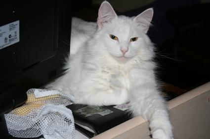 Norsk Skovkat Beauty billede 5