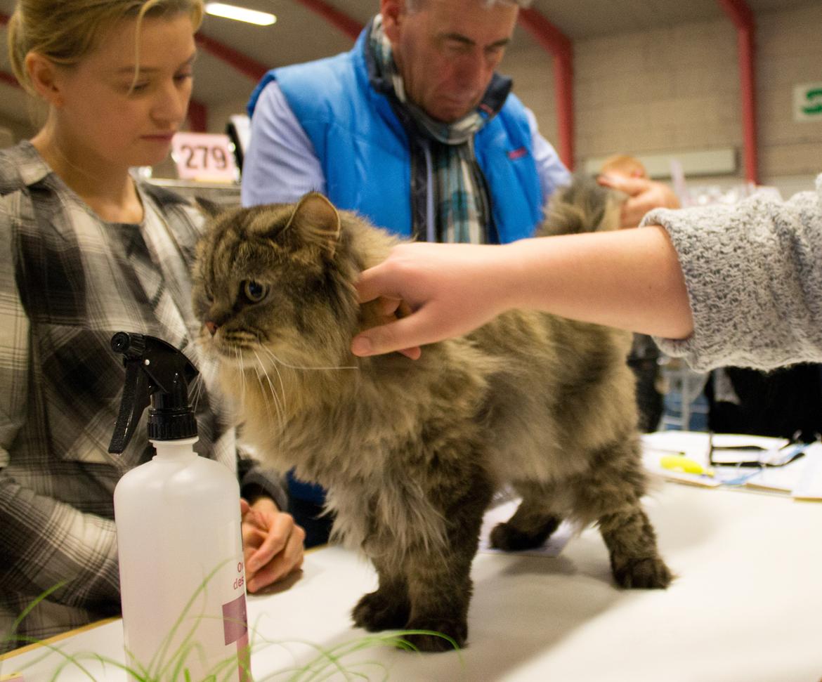 British Longhair Crazy Cute Cats Felix billede 9