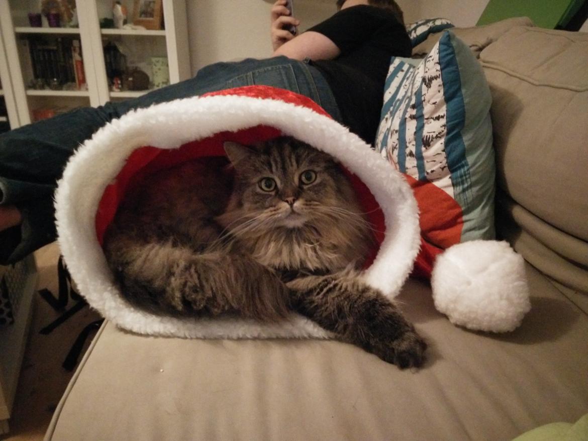 British Longhair Crazy Cute Cats Felix billede 10