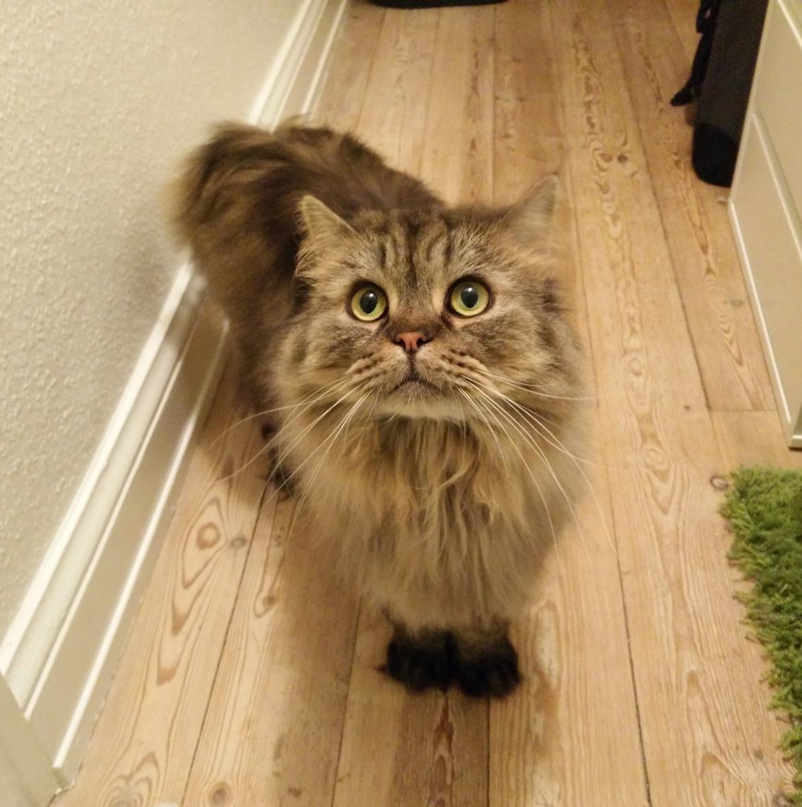 British Longhair Crazy Cute Cats Felix billede 2