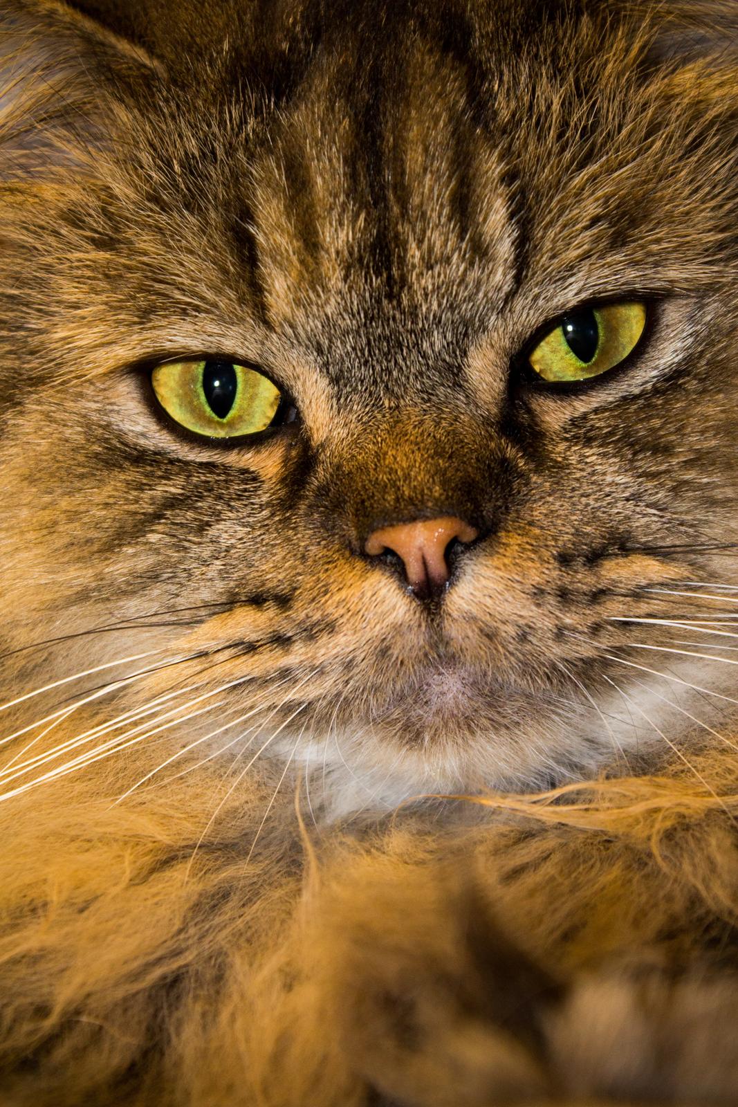 British Longhair Crazy Cute Cats Felix billede 1