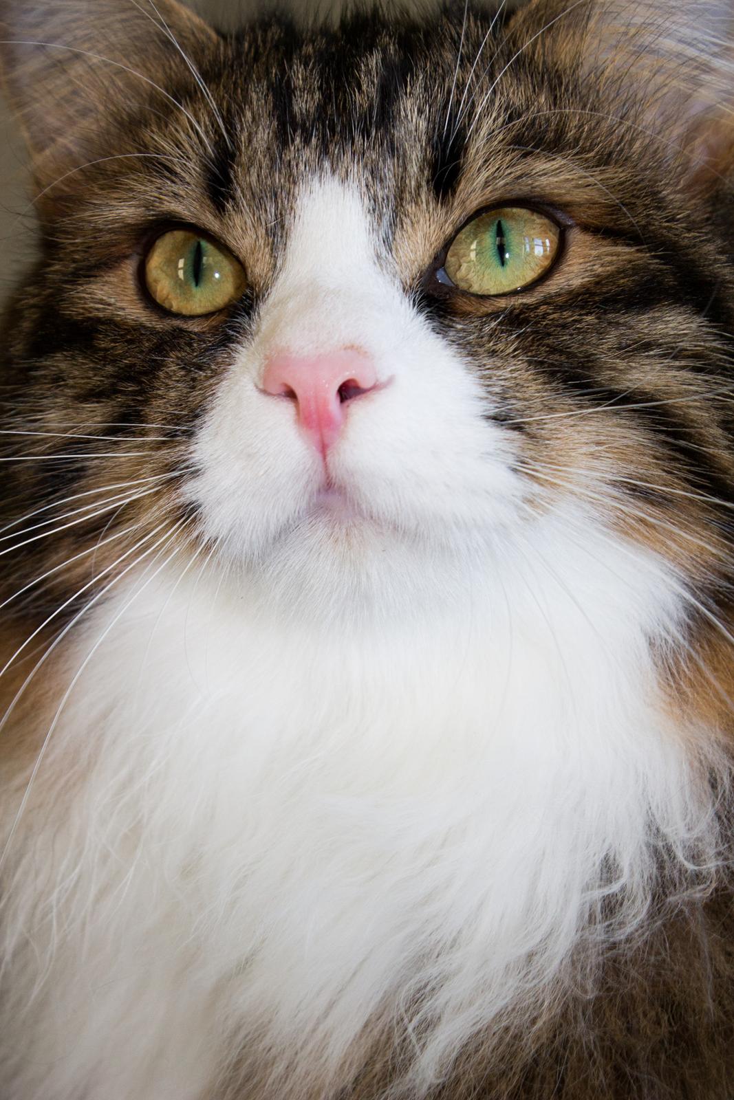 Kurilean Bobtail DK Korzhik's Louis Vallet billede 9