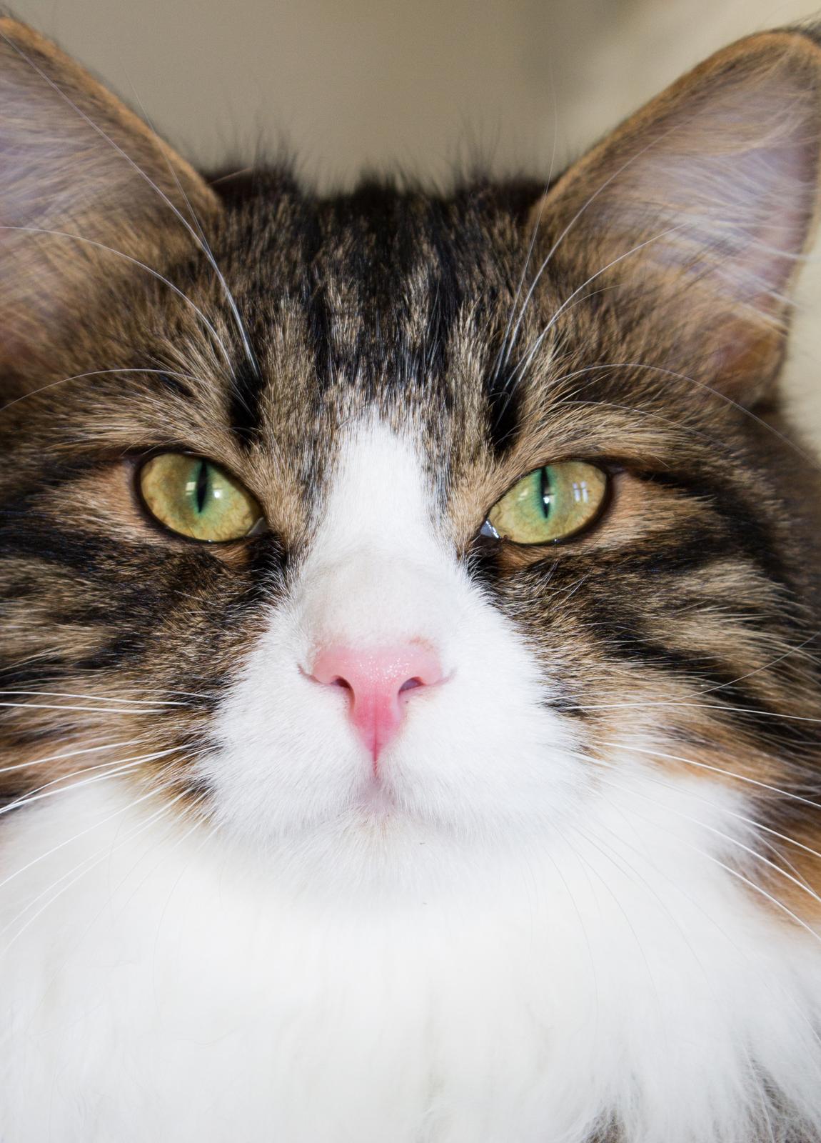 Kurilean Bobtail DK Korzhik's Louis Vallet billede 10