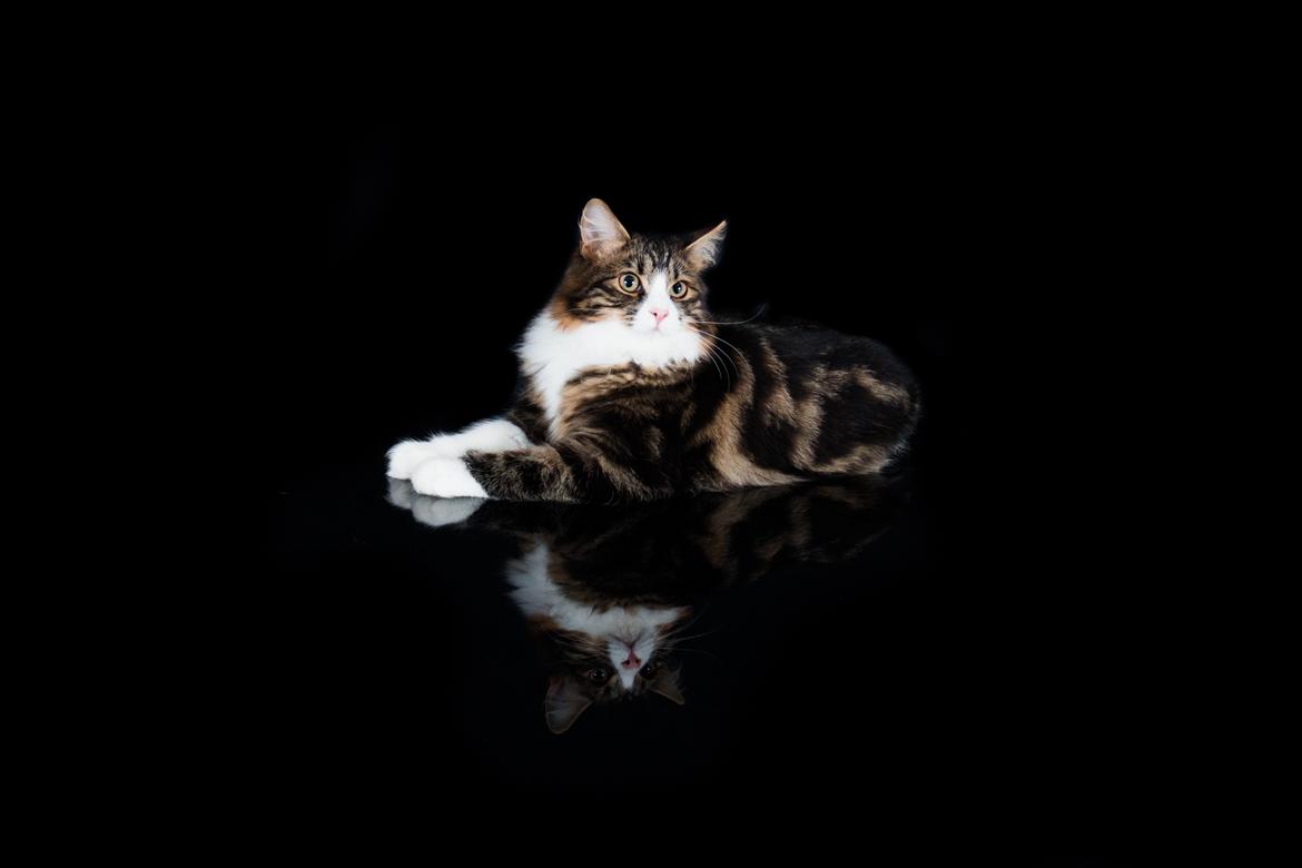 Kurilean Bobtail DK Korzhik's Louis Vallet billede 3