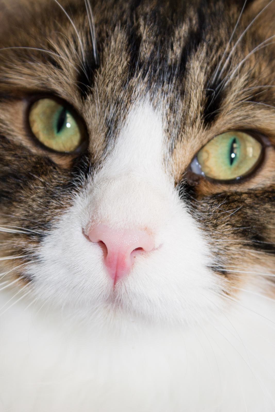 Kurilean Bobtail DK Korzhik's Louis Vallet billede 11