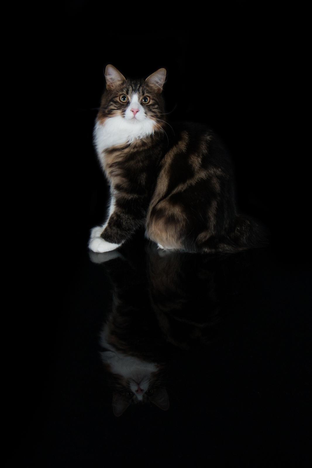 Kurilean Bobtail DK Korzhik's Louis Vallet billede 8