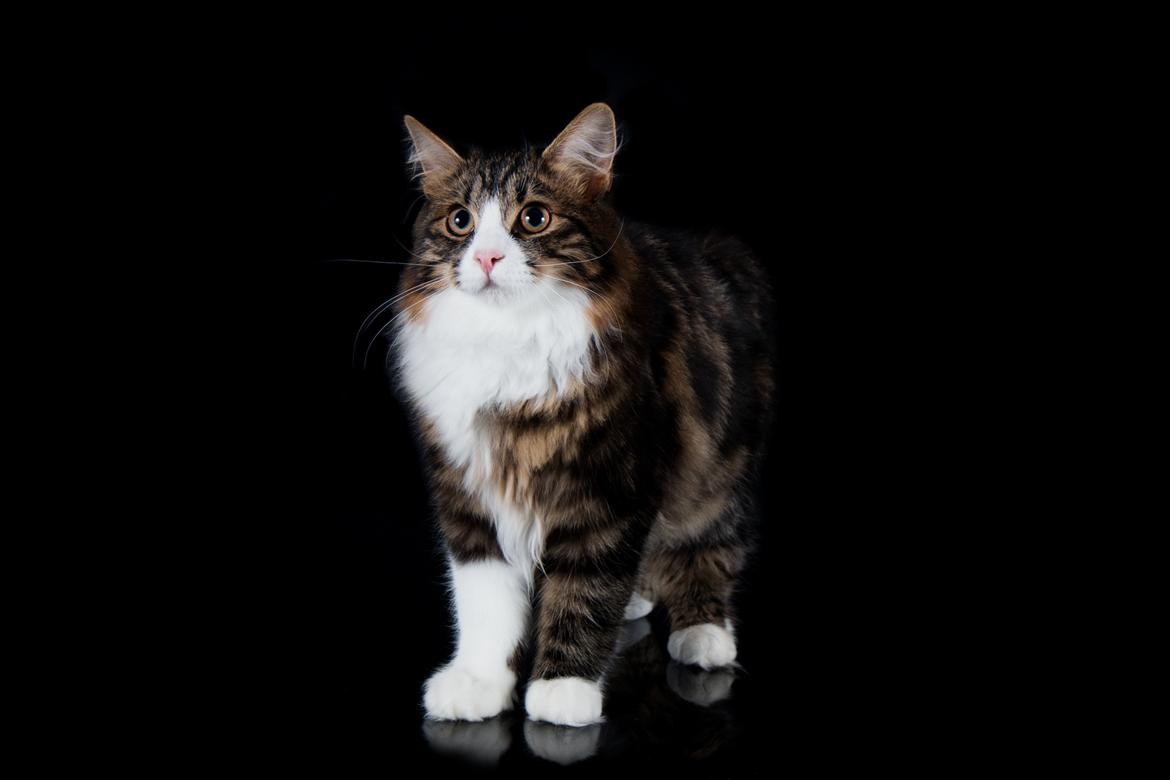 Kurilean Bobtail DK Korzhik's Louis Vallet billede 7