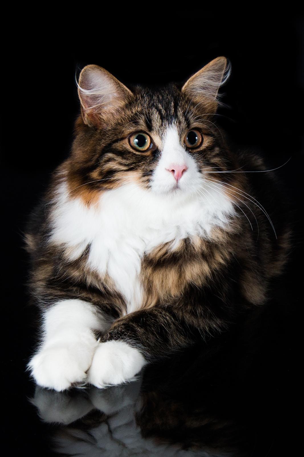 Kurilean Bobtail DK Korzhik's Louis Vallet billede 1