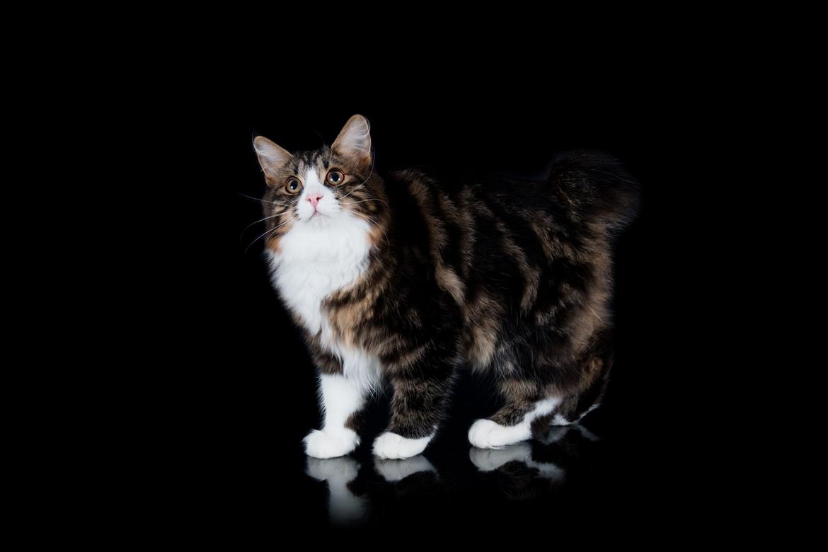 Kurilean Bobtail DK Korzhik's Louis Vallet billede 6