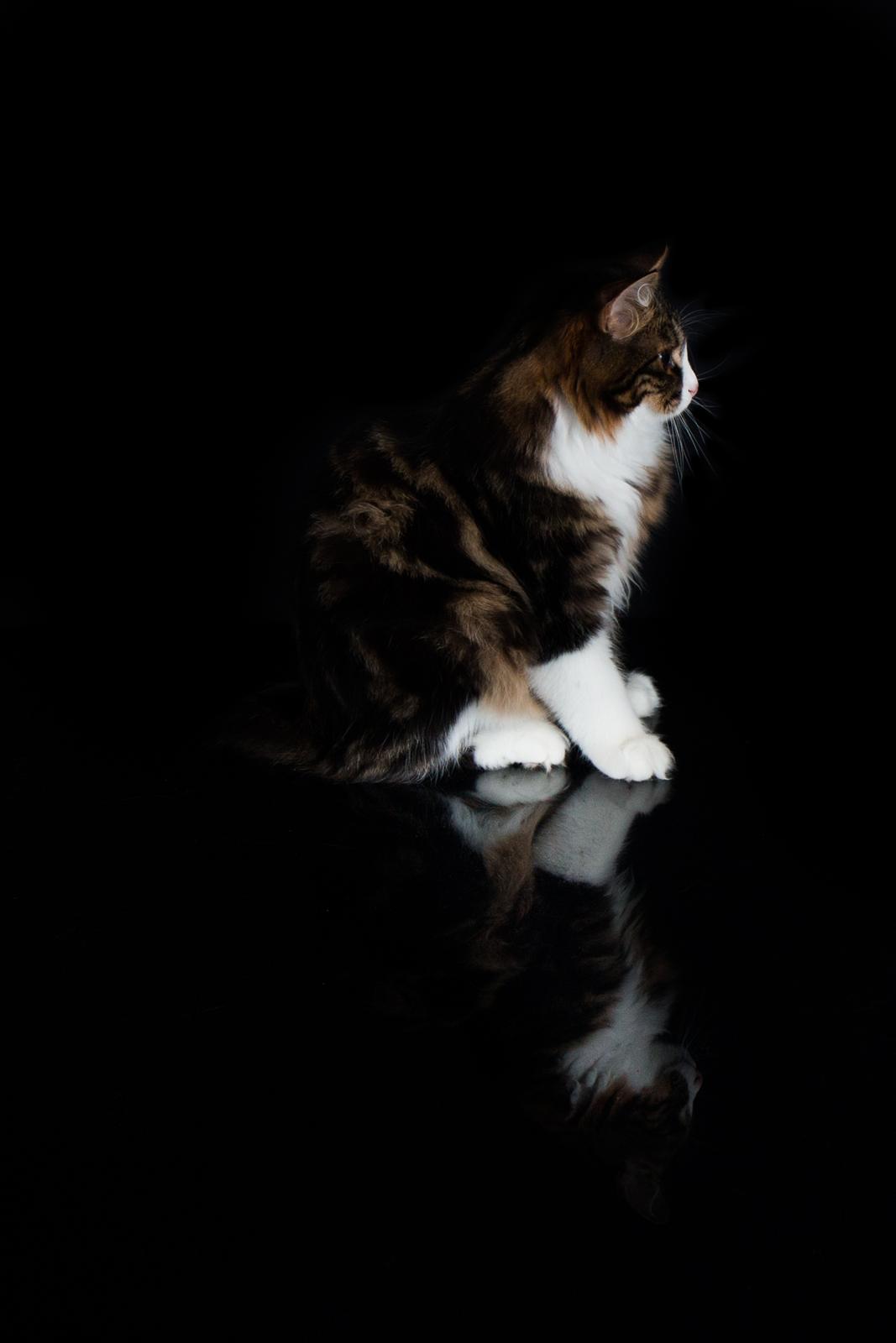 Kurilean Bobtail DK Korzhik's Louis Vallet billede 4