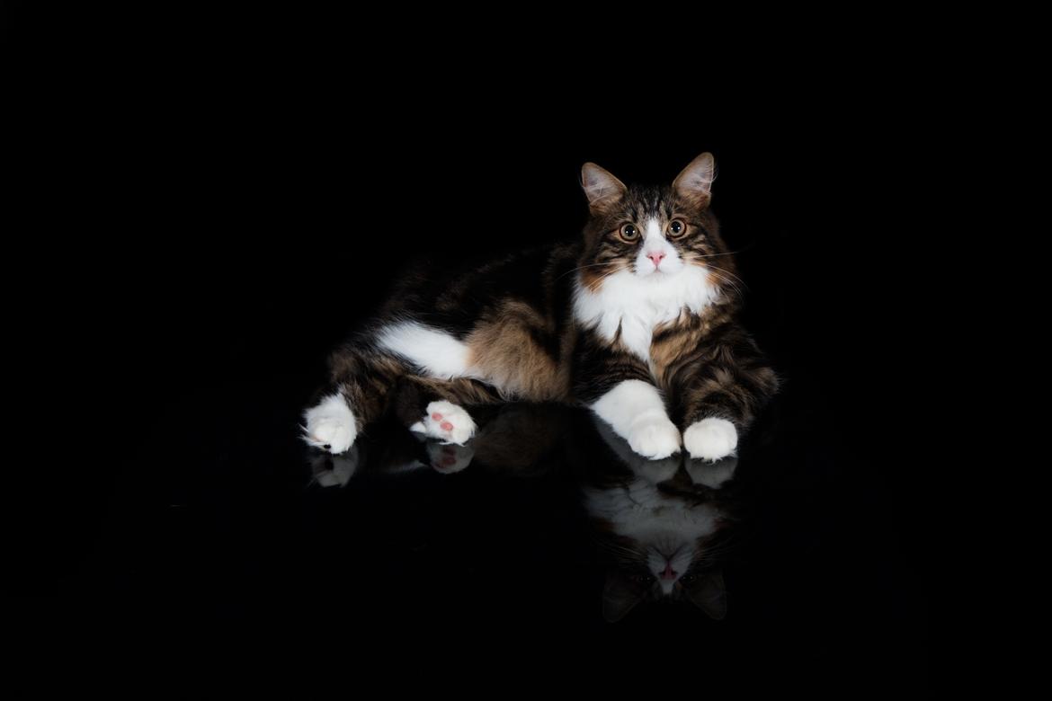 Kurilean Bobtail DK Korzhik's Louis Vallet billede 5