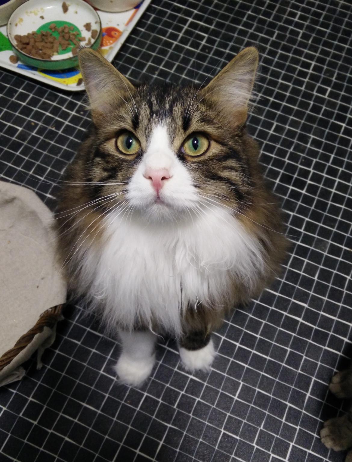 Kurilean Bobtail DK Korzhik's Louis Vallet billede 2