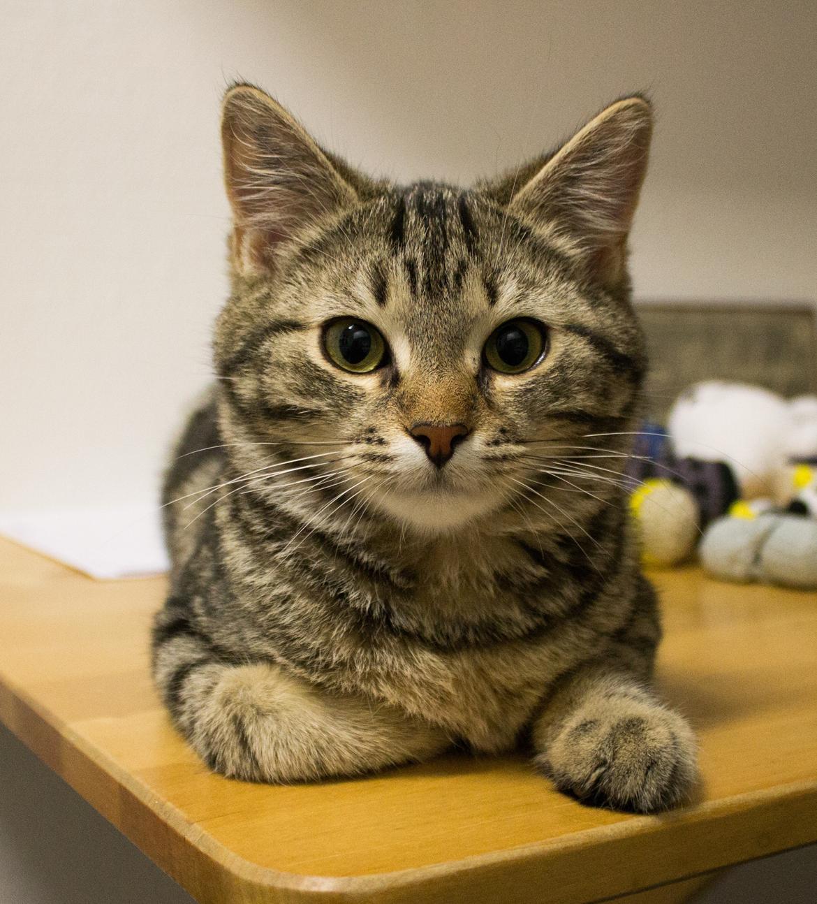 Europé Eife's Rhys Rhysson billede 10