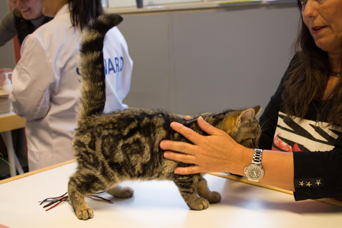 Europé Eife's Rhys Rhysson billede 17