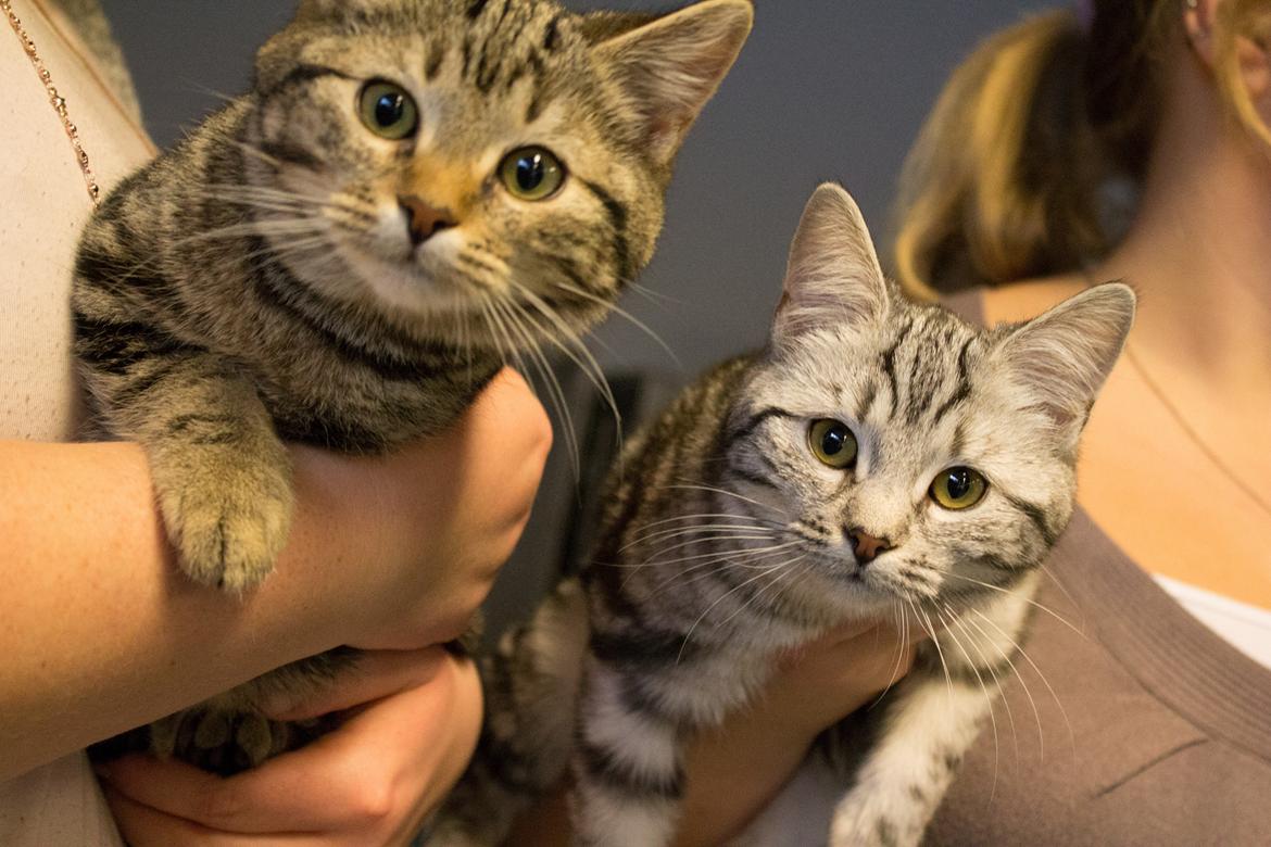 Europé Eife's Rhys Rhysson billede 18