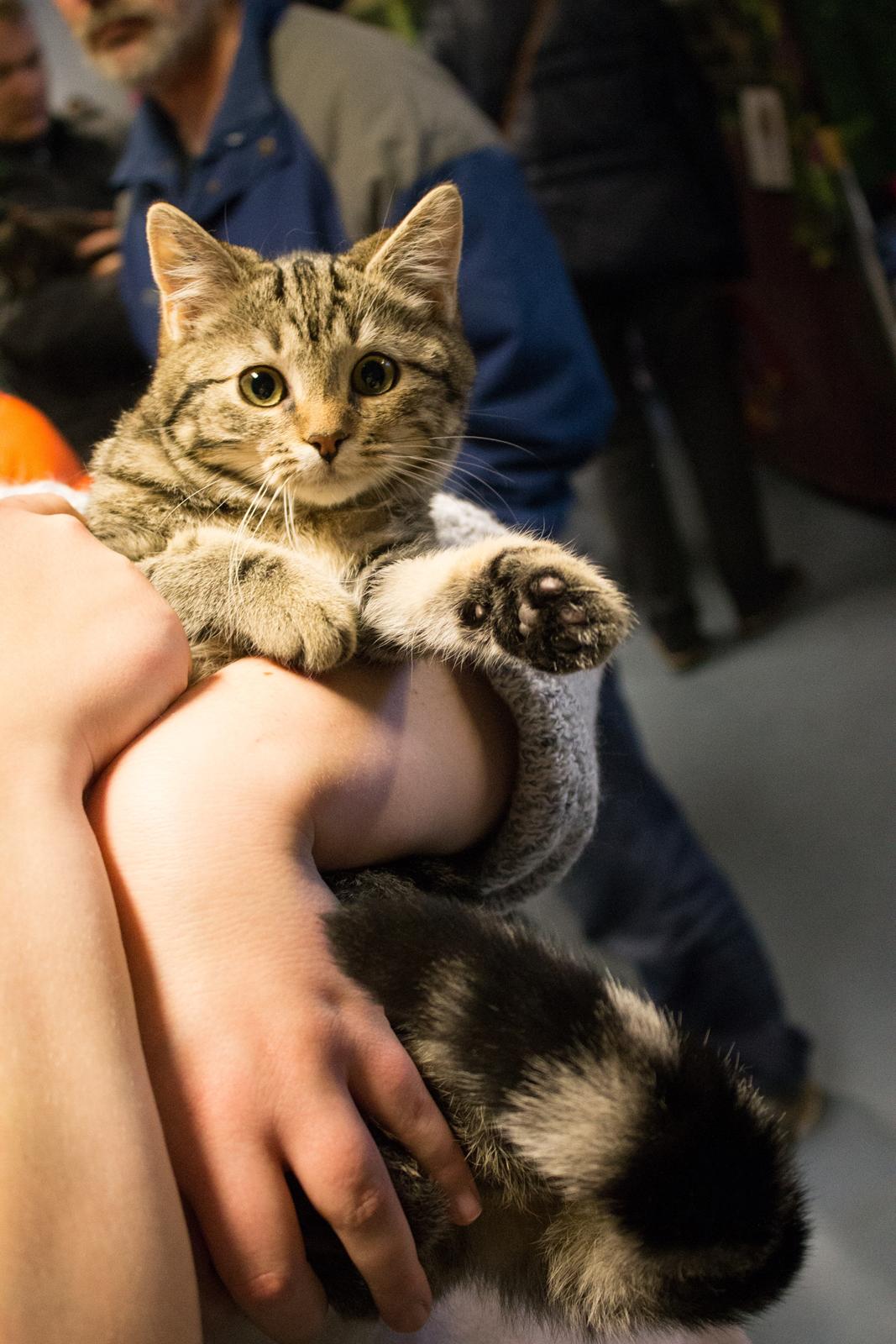 Europé Eife's Rhys Rhysson billede 16