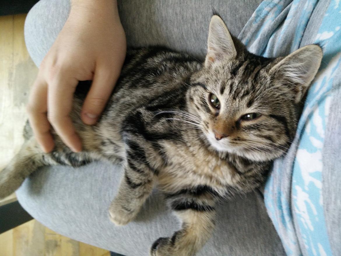 Europé Eife's Rhys Rhysson billede 11