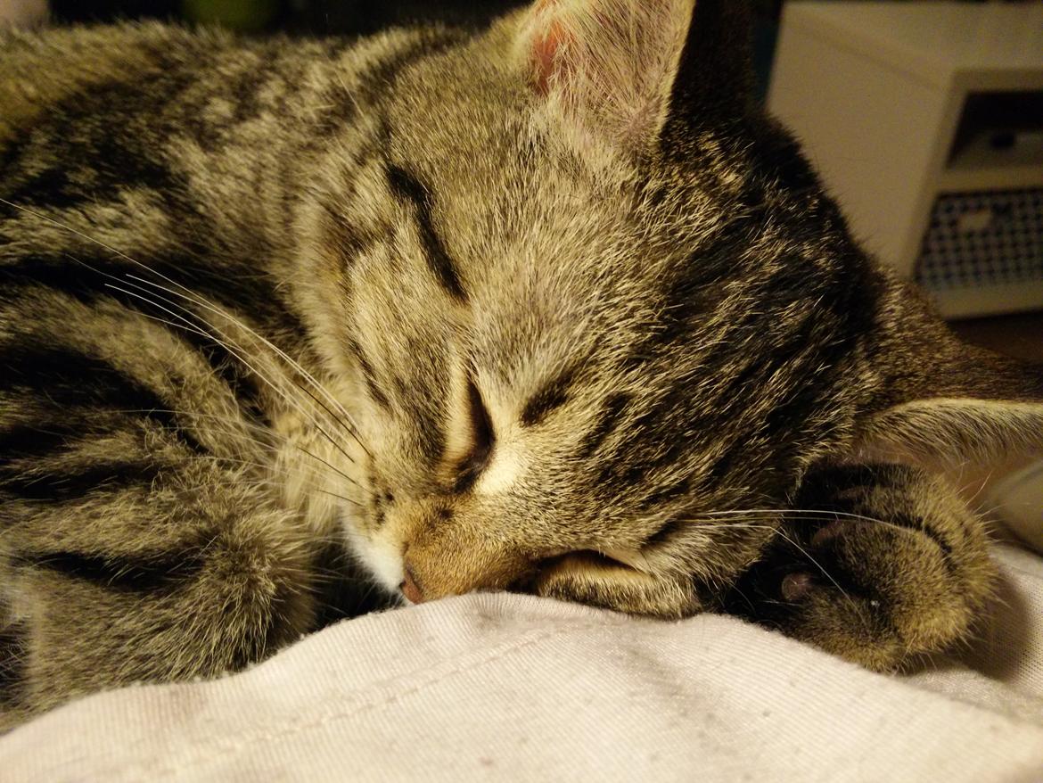 Europé Eife's Rhys Rhysson billede 20