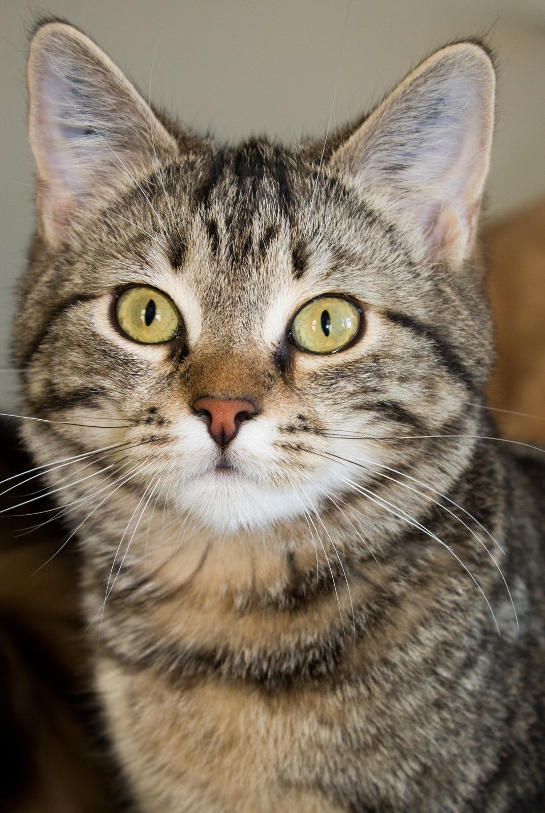 Europé Eife's Rhys Rhysson billede 15