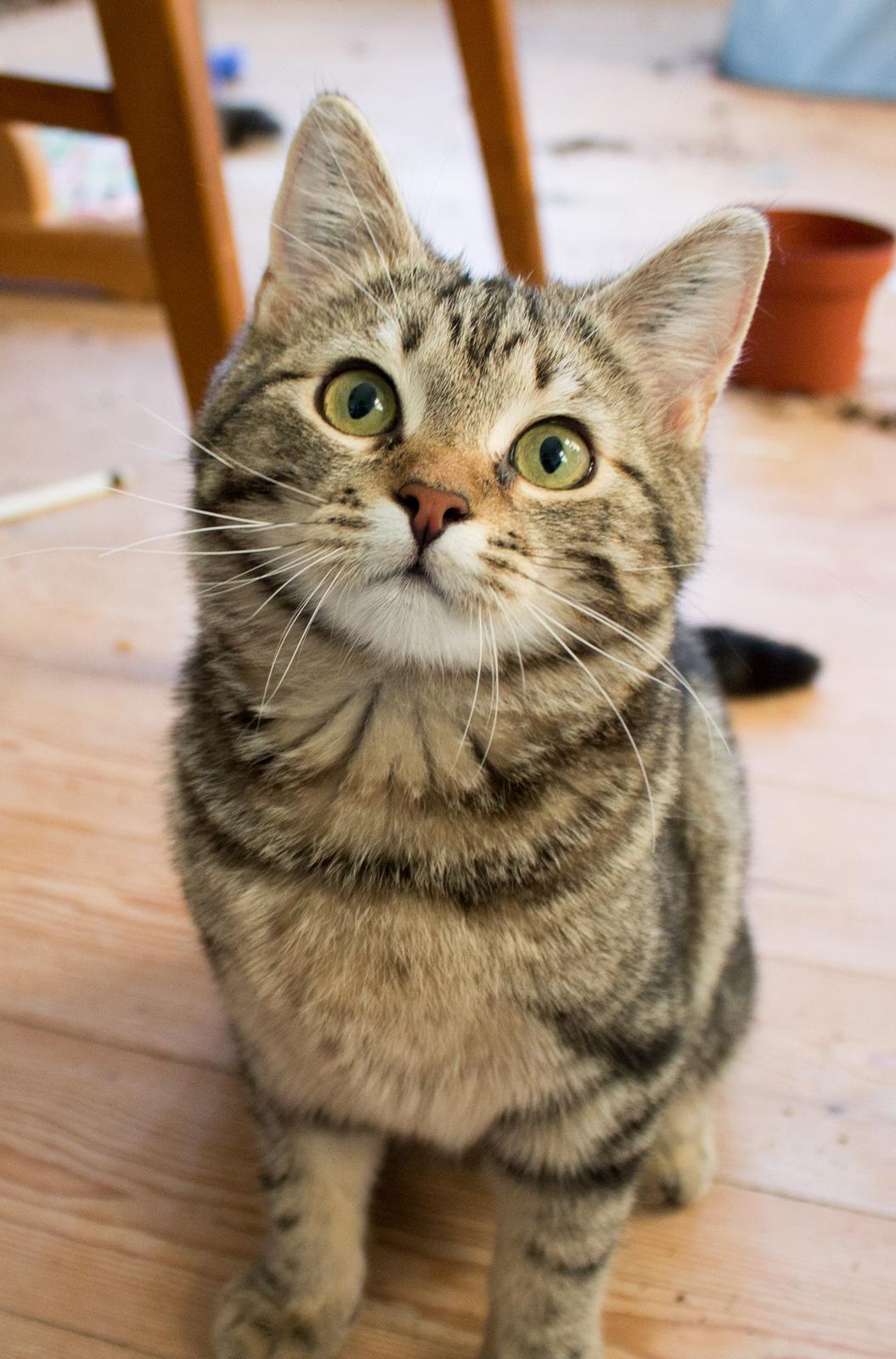 Europé Eife's Rhys Rhysson billede 7